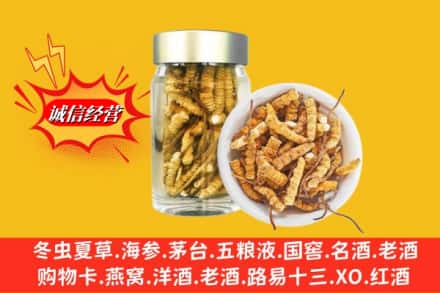 蒙自市回收散虫草